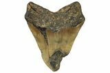Fossil Megalodon Tooth - North Carolina #258757-2